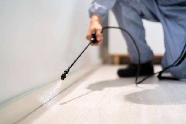 Licensed Termite Control service in Cedar Crest, MA - Nex Pest Control