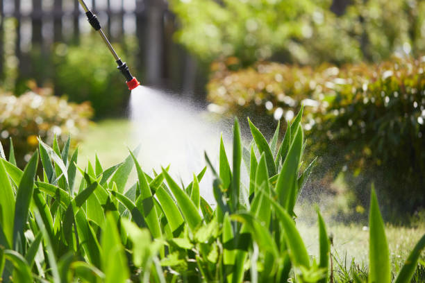 24/7 Emergency Termite Control experts in Cedar Crest, MA