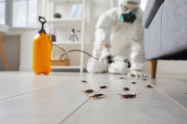Affordable Termite Control solutions in Cedar Crest, MA